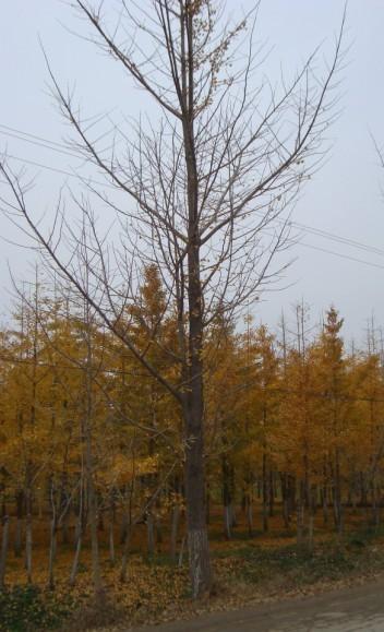 20公分銀杏樹圖片