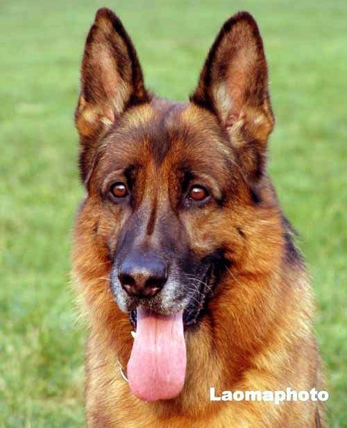 供應德國牧羊犬