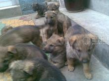 供應(yīng)*的養(yǎng)殖技術(shù)