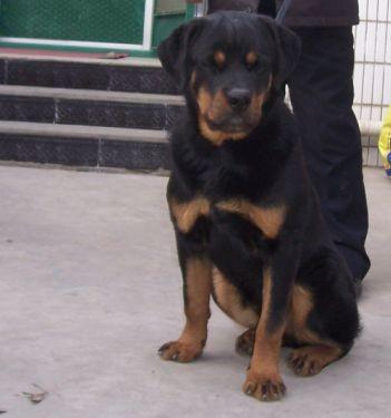 供應(yīng)防暴犬