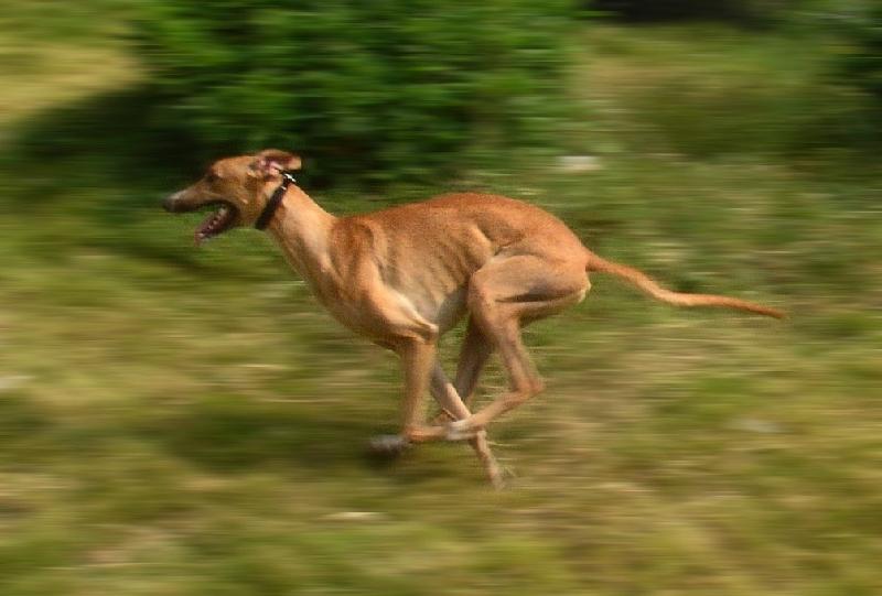 供應(yīng)格力犬