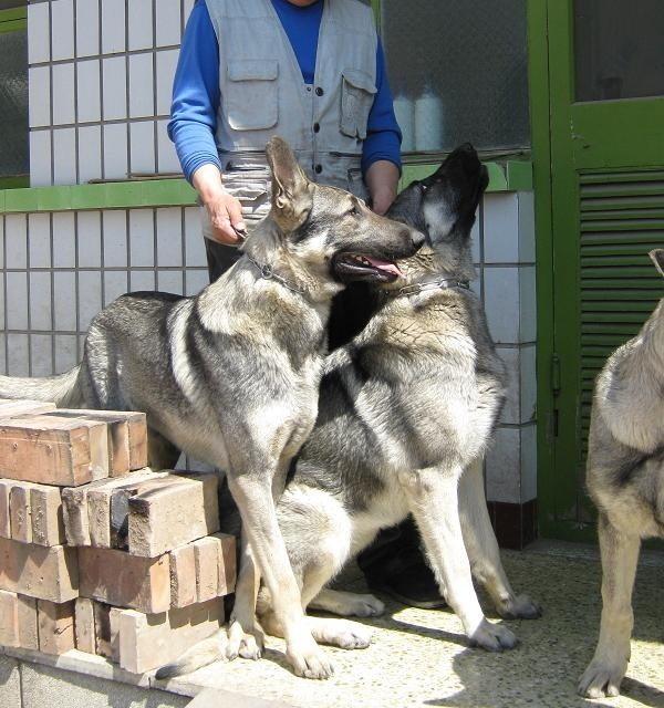 供應(yīng)*青犬