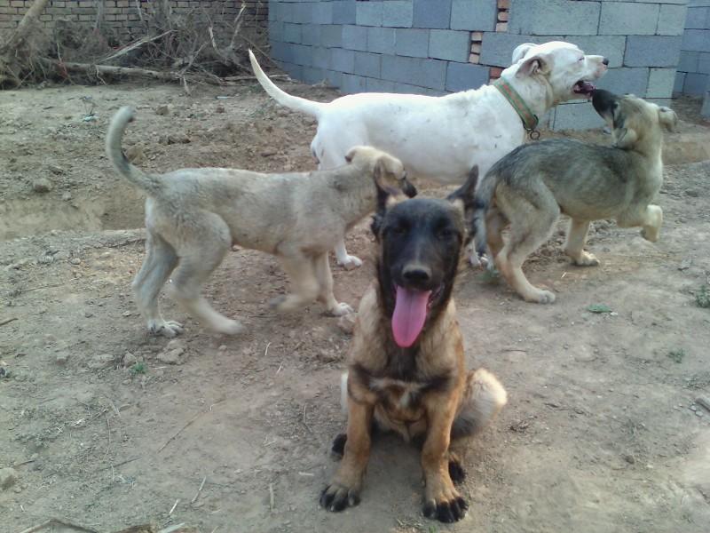 供應(yīng)哪里有*養(yǎng)殖場