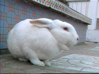 供應(yīng)八里黑獺兔-金通牧業(yè)