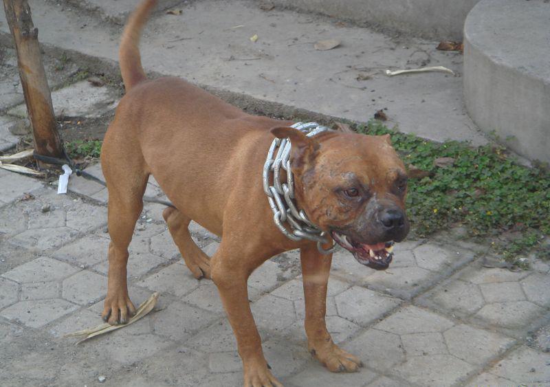 供應(yīng)比特犬的價(jià)格