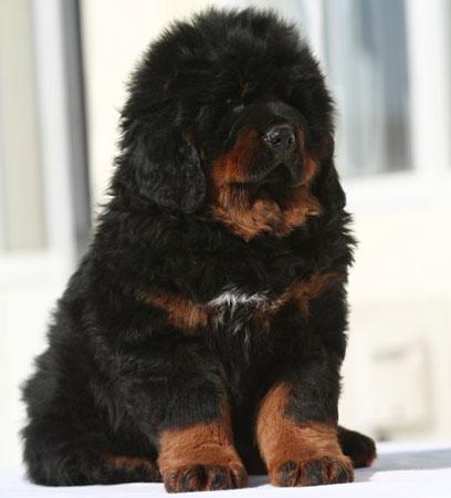 供應(yīng)藏獒哪里的好-金通牧業(yè)