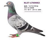 供應(yīng)八里黑信鴿-金通牧業(yè)