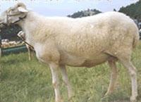 供應(yīng)松原哪里有小尾寒羊純種羊