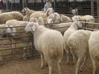 供應(yīng)松原哪里有小尾寒羊純種羊