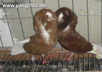供應(yīng)觀賞鴿毛領(lǐng)鴿的價格