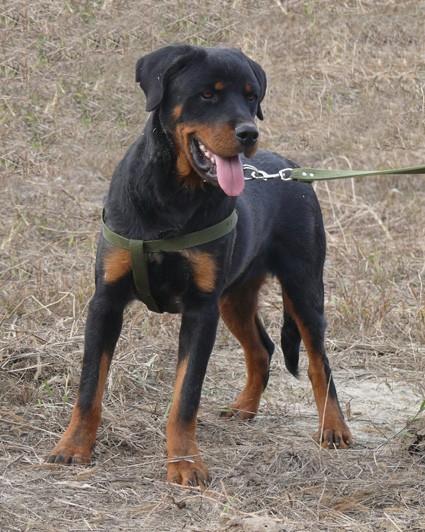 哪里有鹿犬狼青圖片/哪里有鹿犬狼青樣板圖 (3)