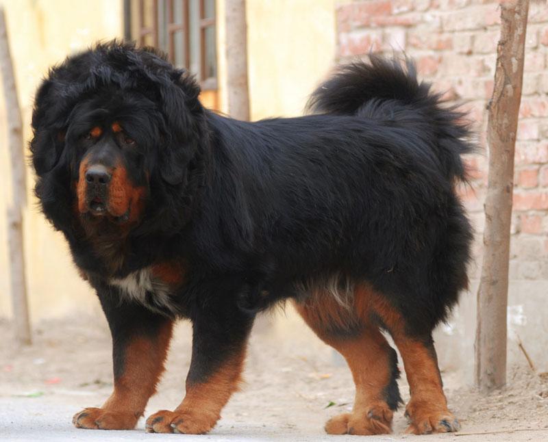 供應(yīng)藏獒哪里的好-金通牧業(yè)