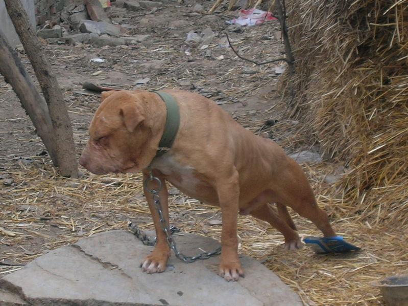 供應比特犬