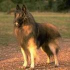 供應(yīng)牧羊犬