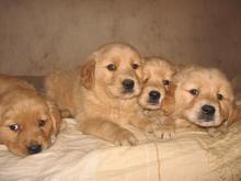 供應(yīng)*的養(yǎng)殖技術(shù)