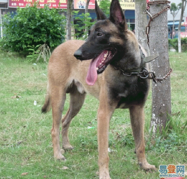 供應(yīng)馬犬