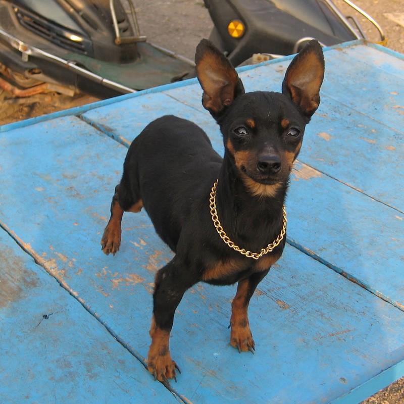 哪里有鹿犬狼青圖片/哪里有鹿犬狼青樣板圖 (2)