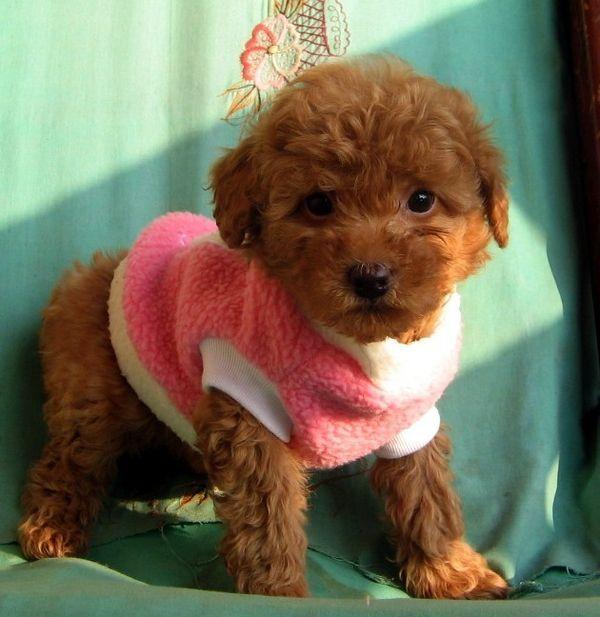 供應(yīng)哪里的鹿犬幼犬好養(yǎng)