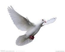 供應(yīng)八里黑信鴿-金通牧業(yè)