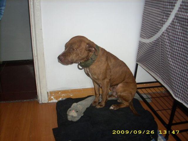 供應(yīng)比特犬幼犬出售