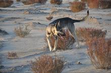 供應(yīng)*的養(yǎng)殖技術(shù)