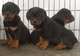 供應(yīng)防暴犬