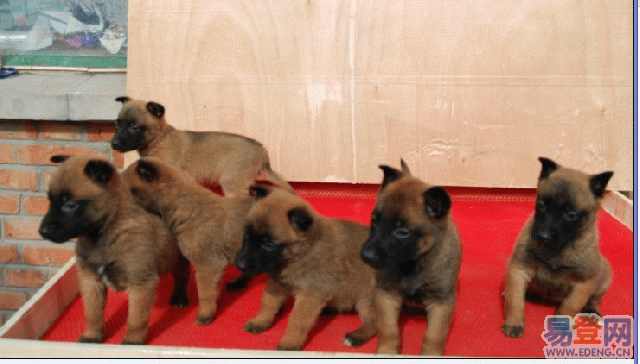 供應(yīng)馬犬