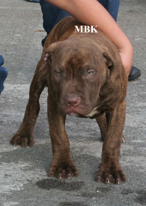 供應(yīng)比特犬幼犬出售