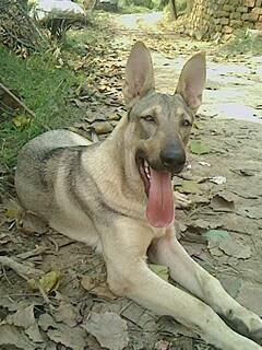 供應(yīng)*青犬