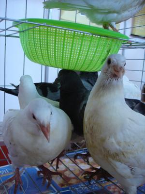 供應(yīng)八里黑獺兔-金通牧業(yè)