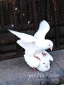 供應(yīng)八里黑信鴿-金通牧業(yè)