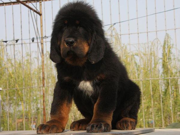 供應(yīng)藏獒哪里的好-金通牧業(yè)