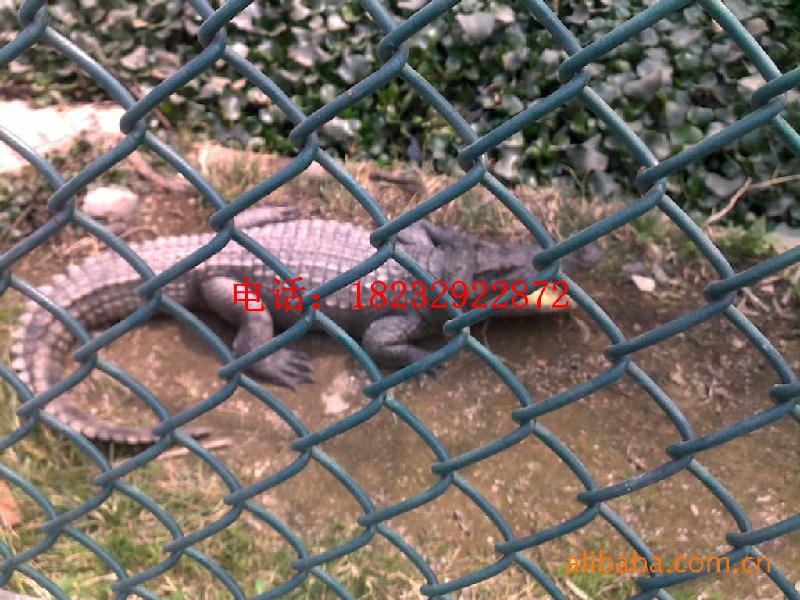 專業(yè)生產(chǎn)pvc勾花網(wǎng)