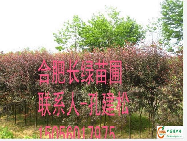 紅葉李香樟紫薇2-10公分圖片/紅葉李香樟紫薇2-10公分樣板圖 (2)