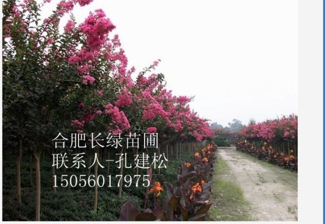 紅葉李香樟紫薇2-10公分圖片