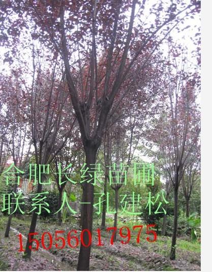 紅葉李香樟紫薇2-10公分圖片/紅葉李香樟紫薇2-10公分樣板圖 (3)