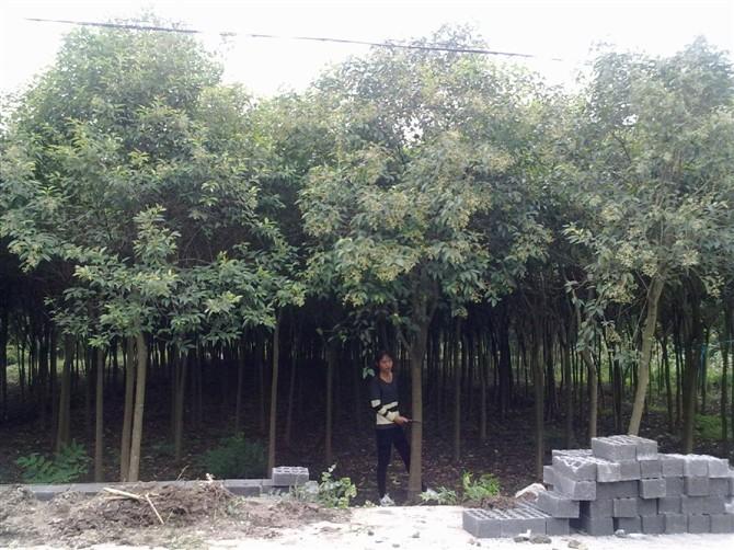 全冠香樟圖片/全冠香樟樣板圖 (4)