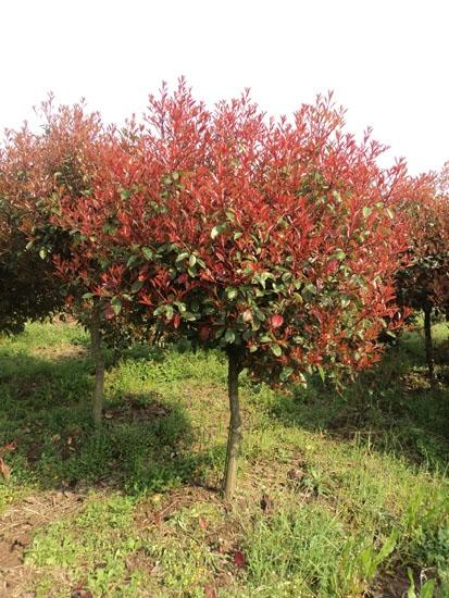 紅葉石楠苗圖片