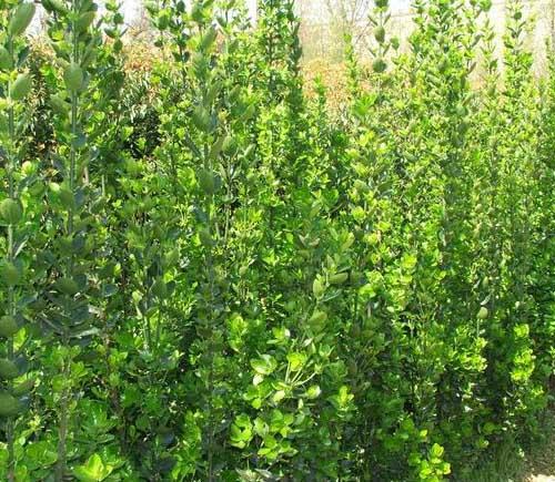 供應(yīng)河南冬青衛(wèi)矛，北海道黃楊產(chǎn)地，河北北海道黃楊價(jià)格，北京北海道黃楊