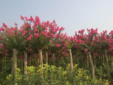 供应5公分红花紫薇，河南红花紫薇产地，河南红花紫薇报价