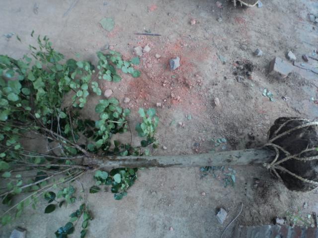 供應(yīng)丁香，丁香產(chǎn)地，丁香價(jià)格，丁香圖片，河南潢川卜集丁香基地