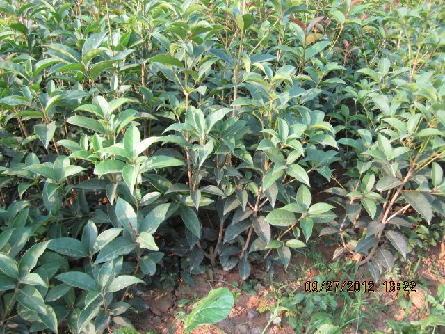 供應(yīng)嫁接桂花小苗，河南嫁接桂花小苗產(chǎn)地，嫁接桂花小苗價格