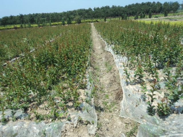 供應(yīng)1米6紫薇小苗，1米6紫薇小苗產(chǎn)地，1米6紫薇小苗報(bào)價(jià)