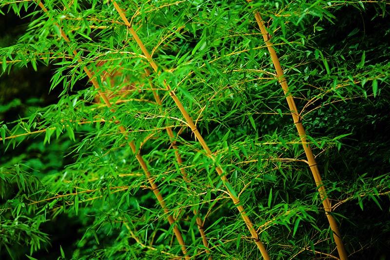 供應黃竹產(chǎn)地，2公分黃竹，3公分黃竹，4公分黃竹