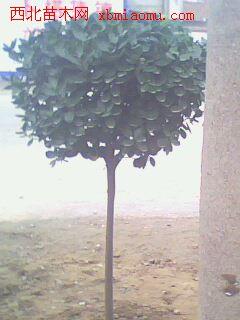 供應(yīng)高桿北海道黃楊球