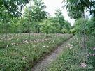 供應(yīng)紫羊茅草坪報(bào)價(jià)，河南潢川紫羊茅草坪基地，河南潢川紫羊茅草坪產(chǎn)地
