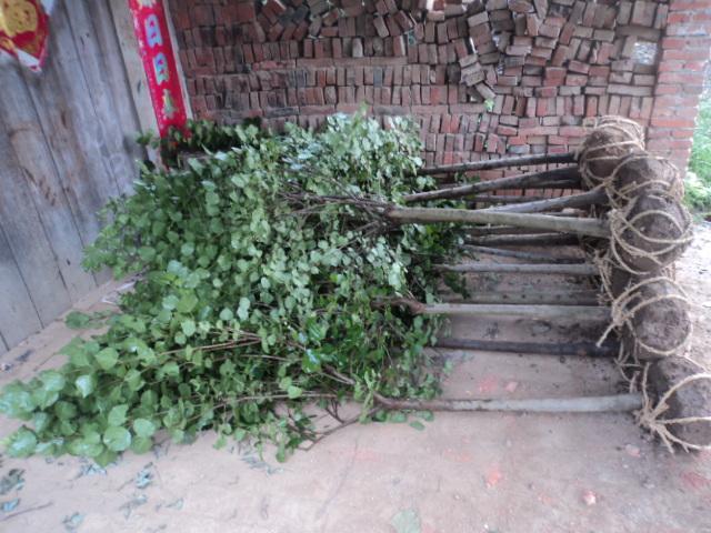 供應(yīng)丁香，丁香產(chǎn)地，丁香價(jià)格，丁香圖片，河南潢川卜集丁香基地