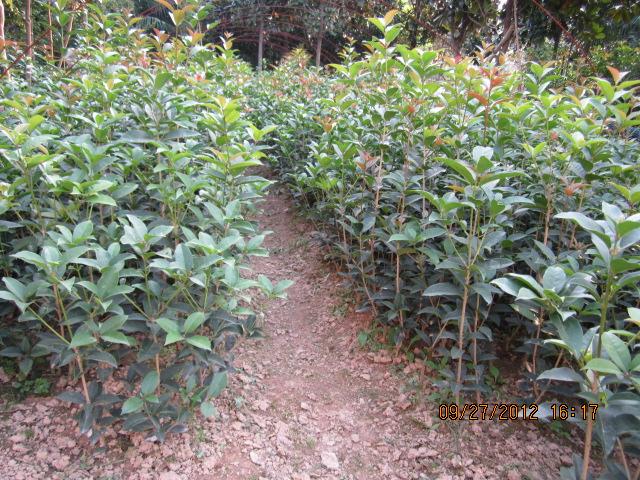 供應(yīng)河南嫁接桂花小苗，嫁接桂花小苗圖片，嫁接桂花小苗價格