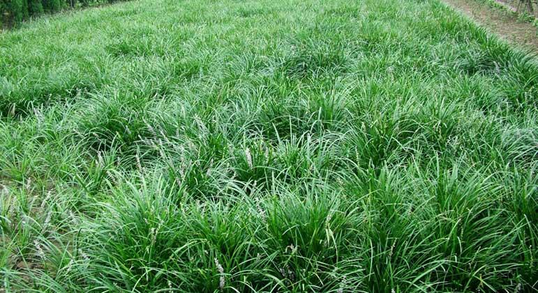 供應麥冬，河南麥冬，麥冬價格，麥冬產地