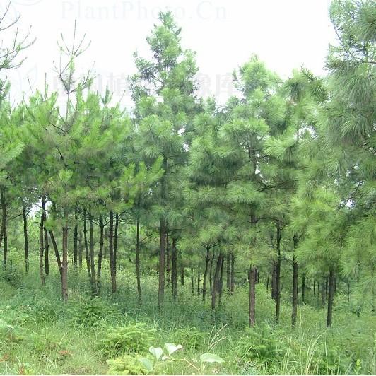 供應(yīng)馬尾松，河南馬尾松，馬尾松價(jià)格，馬尾松產(chǎn)地